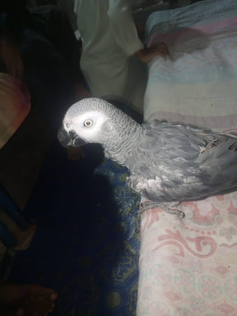perrot 1