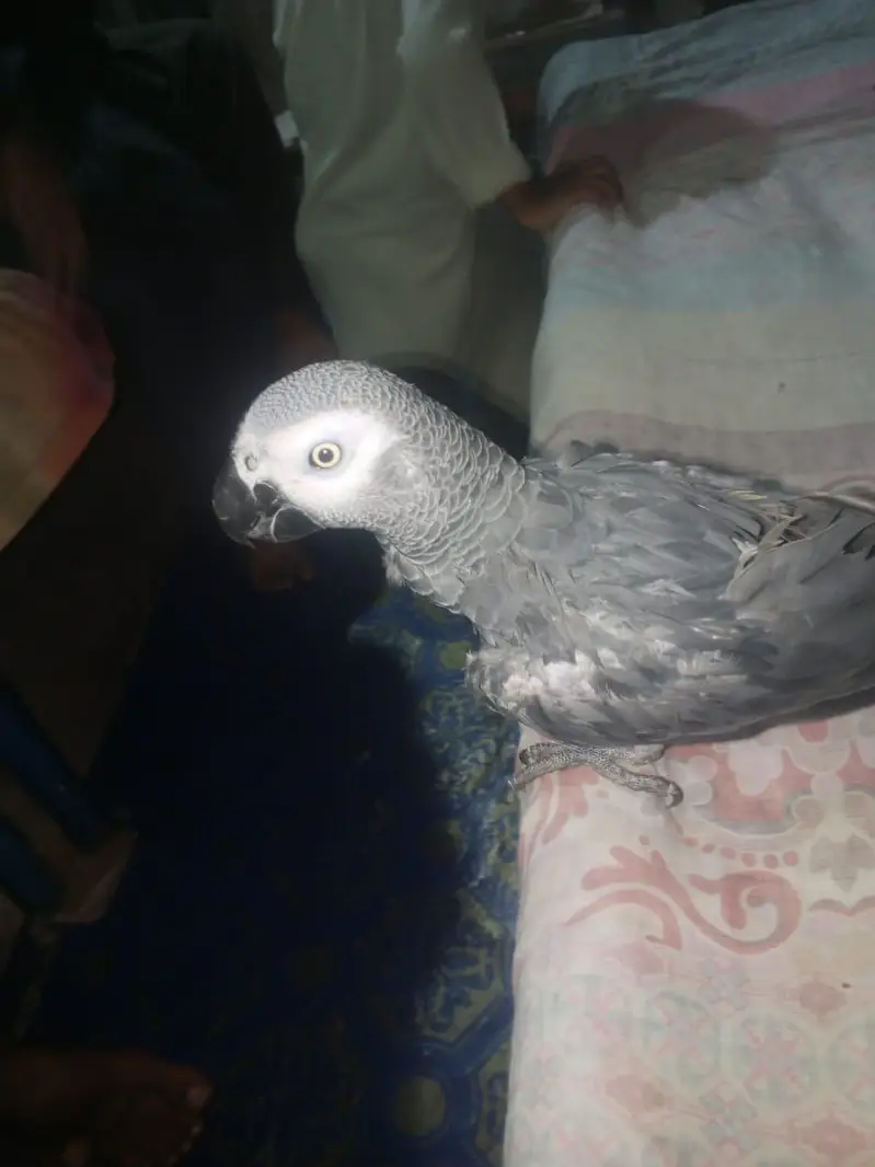 perrot — photo 2