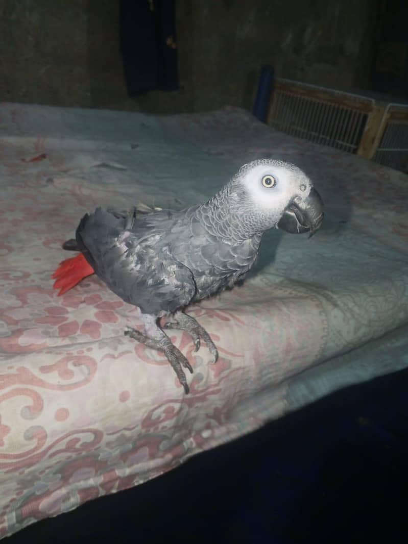 perrot 2