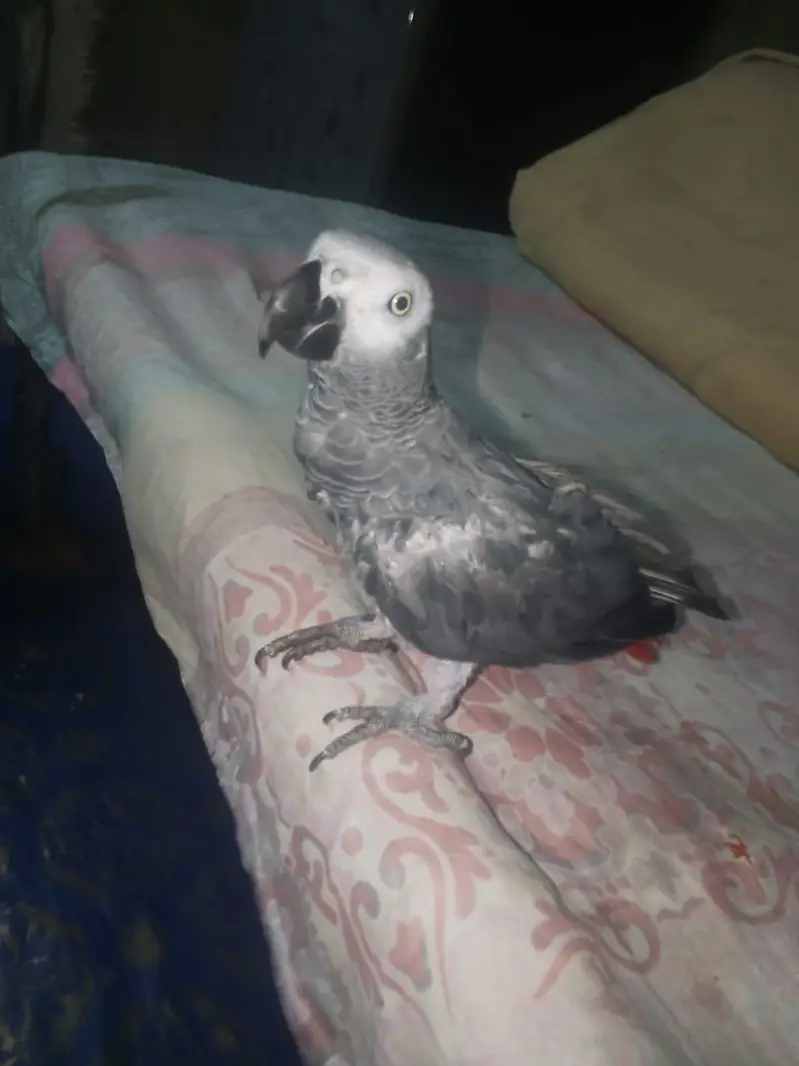perrot — photo 4