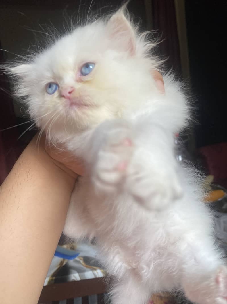 Kittens 1