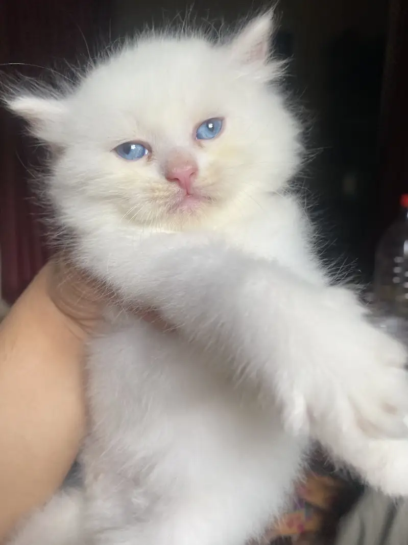 Kittens — photo 3