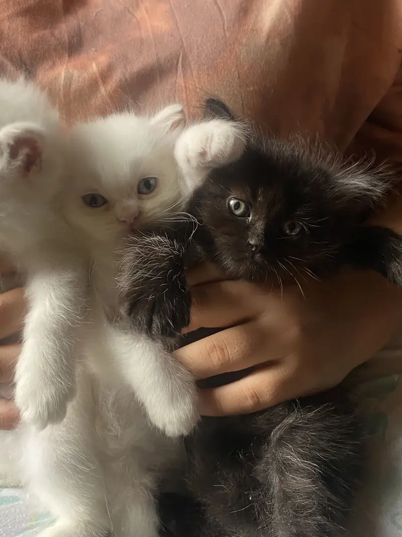 Kittens — photo 4