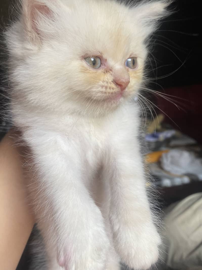 Kittens 4
