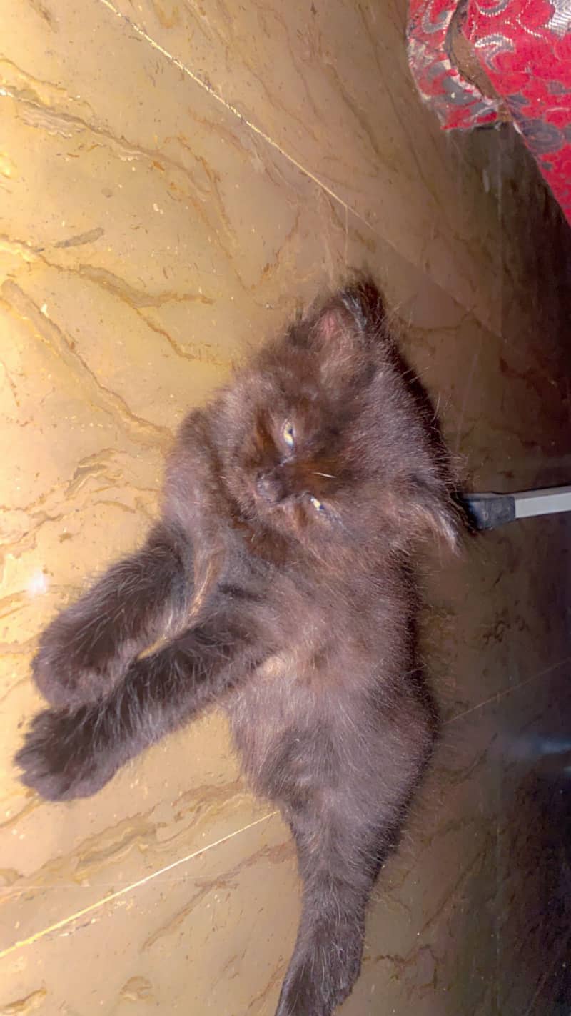 Kittens 5