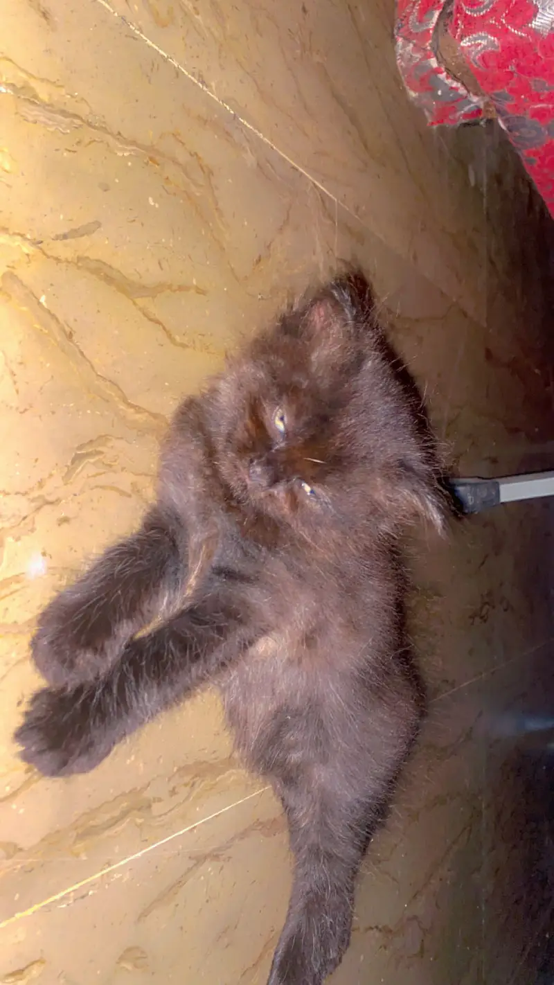 Kittens — photo 6