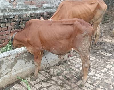 cow for sale