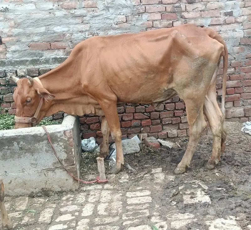 cow for sale — photo 2