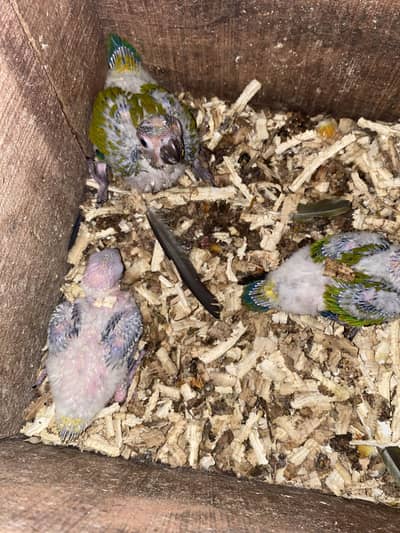 Sun conure chicks 10k each 03132727007