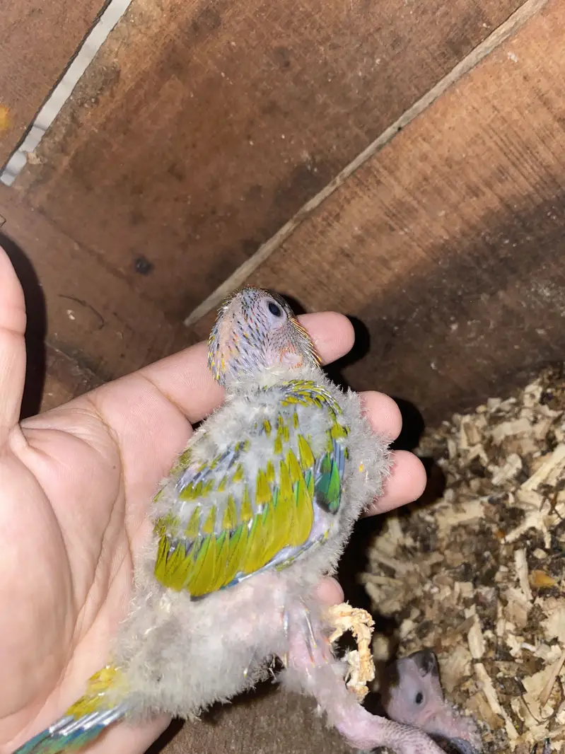 Sun conure chicks 10k each 03132727007 — photo 2