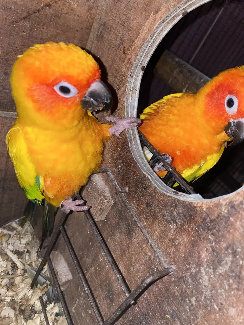 Sun conure chicks 10k each 03132727007 — photo 3