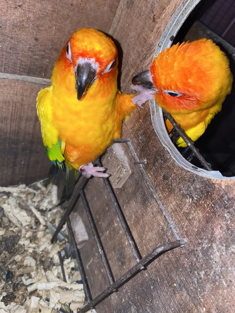 Sun conure chicks 10k each 03132727007 — photo 4