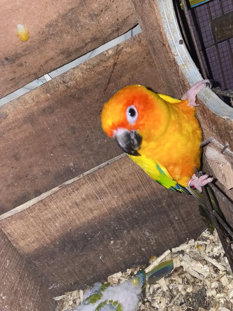Sun conure chicks 10k each 03132727007 — photo 5
