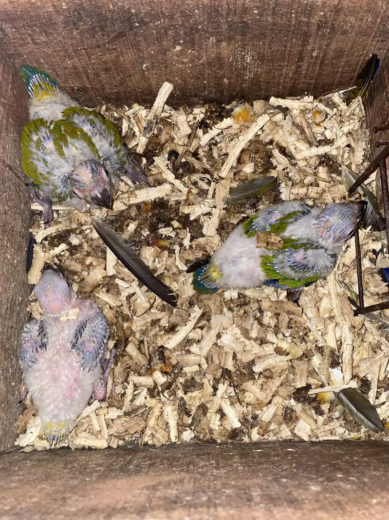 Sun conure chicks 10k each 03132727007 — photo 6