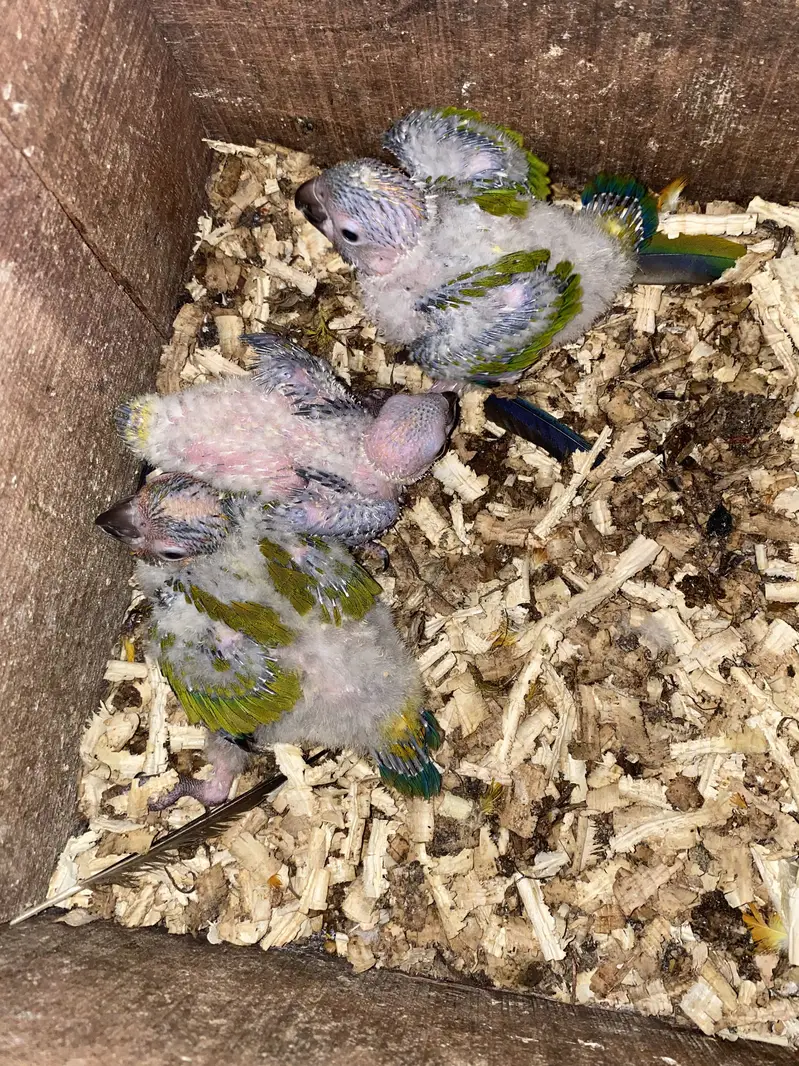 Sun conure chicks 10k each 03132727007 — photo 7