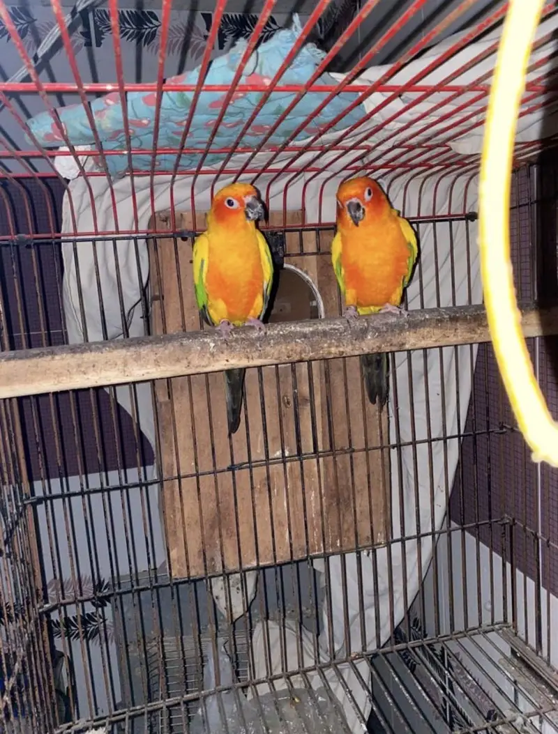Sun conure chicks 10k each 03132727007 — photo 8