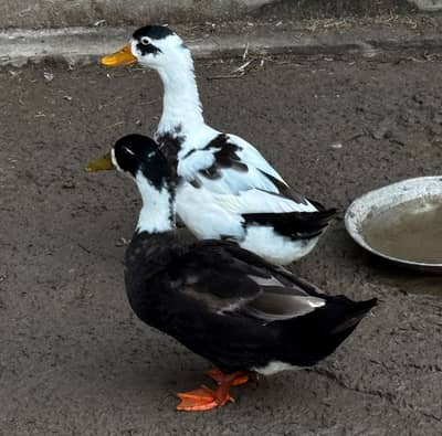 Ducks for Sale