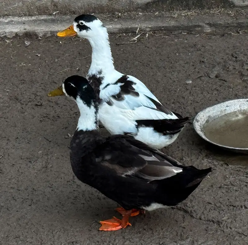 Ducks for Sale 1200 — photo 2