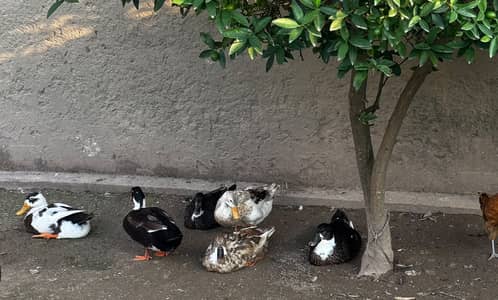 Ducks for Sale 1200
