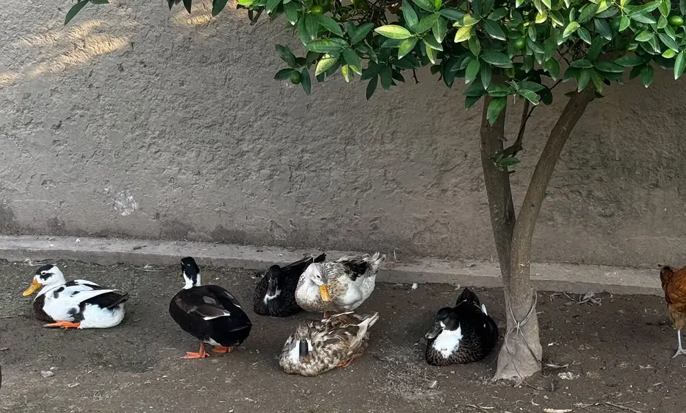 Ducks for Sale 1200