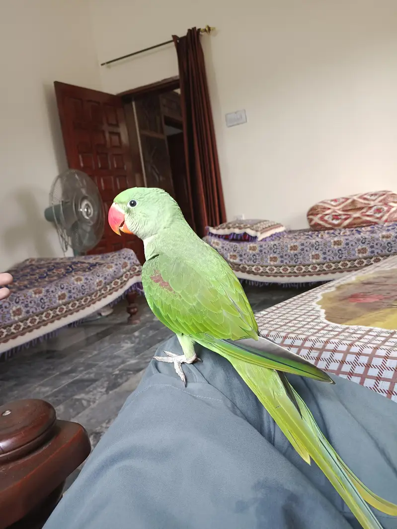 Hand tame Kashmiri Raw Parrot For Sale — photo 2