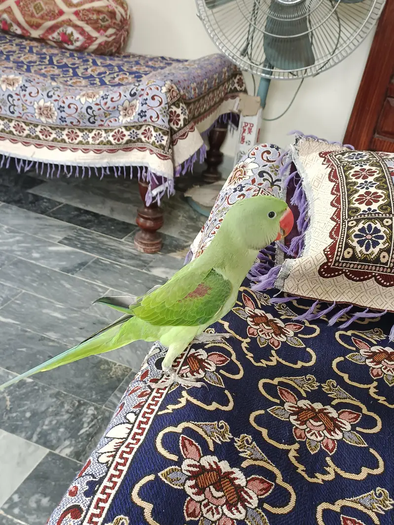 Hand tame Kashmiri Raw Parrot For Sale — photo 4