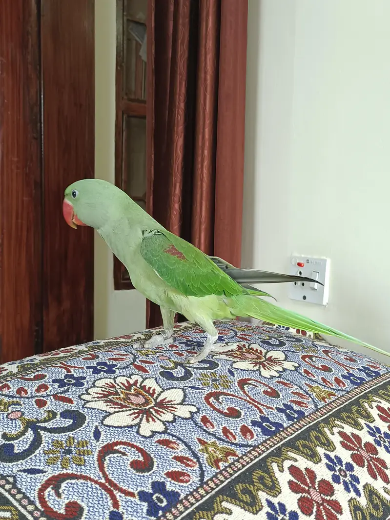 Hand tame Kashmiri Raw Parrot For Sale — photo 5