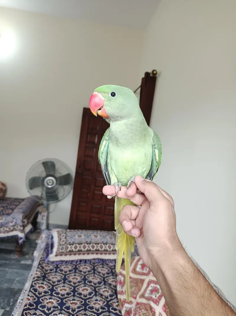 Hand tame Kashmiri Raw Parrot For Sale — photo 6