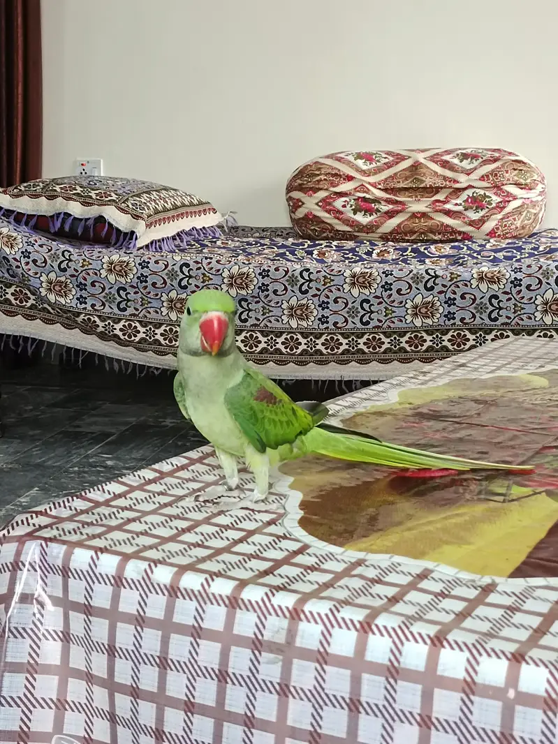 Hand tame Kashmiri Raw Parrot For Sale — photo 8