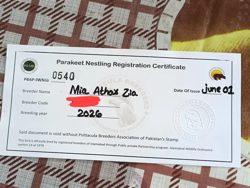 Hand tame Kashmiri Raw Parrot For Sale — photo 9