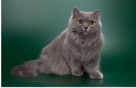 British Short hair Scotish fold