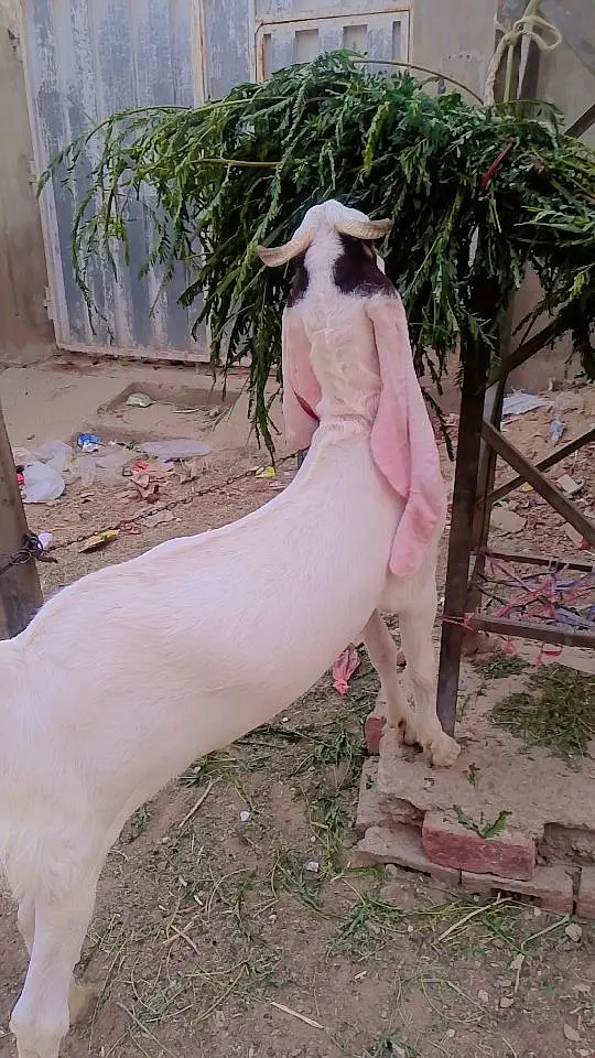 kamari Bakra for sale — photo 3
