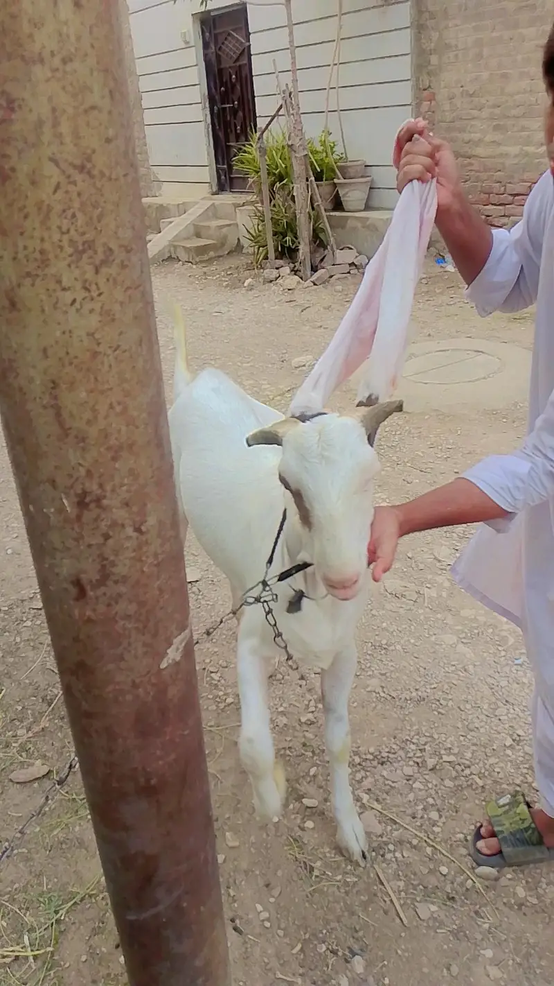 kamari Bakra for sale — photo 6