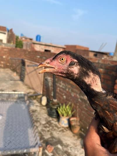 4- month - Old Healthy Hen - Non - DesiBreed
