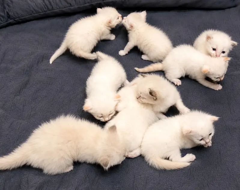 Scotish fold kitens — photo 7