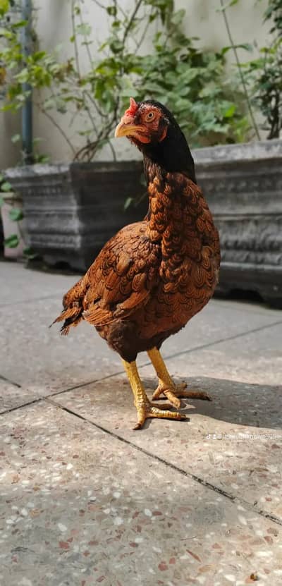 Aseel Hen