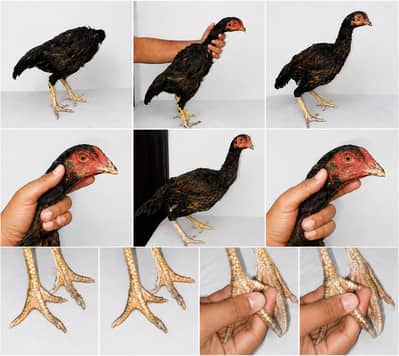 ya dono pure Thai hens for sale ha 03296571366
