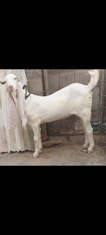 2 Gulabi Gabban goats For sale 0316-2918168