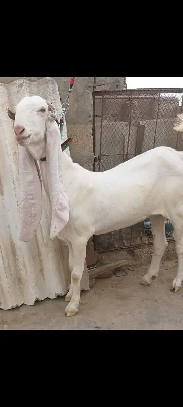 2 Gulabi Gabban goats For sale 0316-2918168 — photo 2