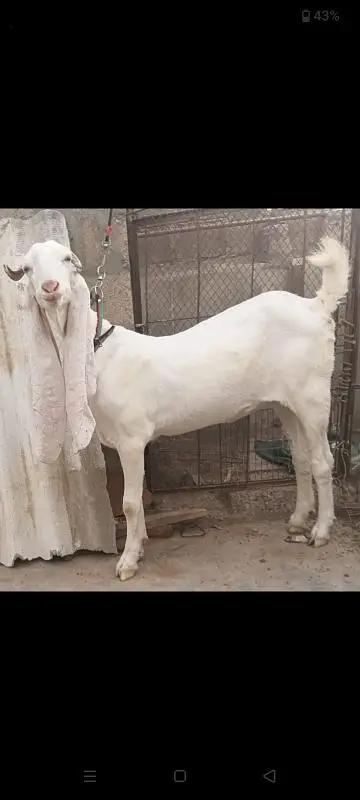 2 Gulabi Gabban goats For sale 0316-2918168 — photo 3