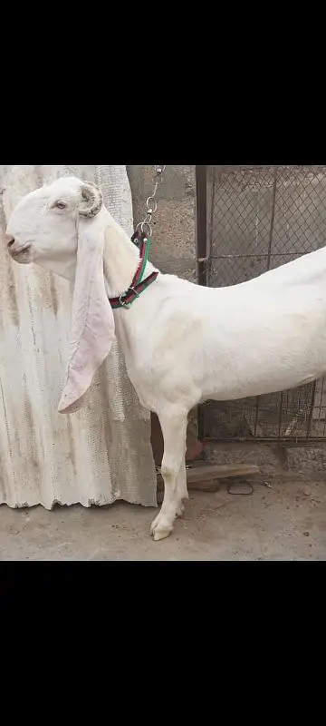 2 Gulabi Gabban goats For sale 0316-2918168 — photo 4