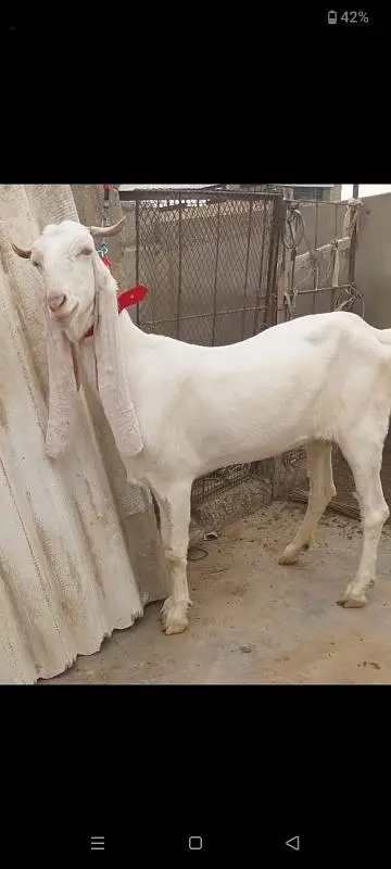 2 Gulabi Gabban goats For sale 0316-2918168 — photo 5