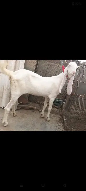 2 Gulabi Gabban goats For sale 0316-2918168 — photo 6