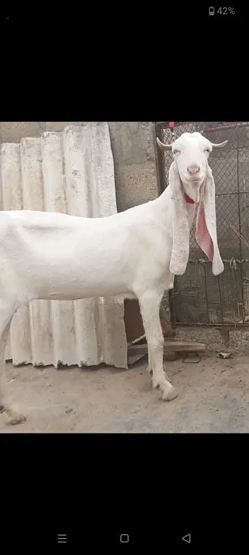 2 Gulabi Gabban goats For sale 0316-2918168 — photo 7