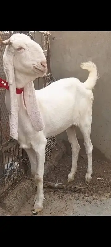 2 Gulabi Gabban goats For sale 0316-2918168 — photo 8