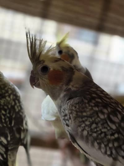 Cockatiel Birds for Sale