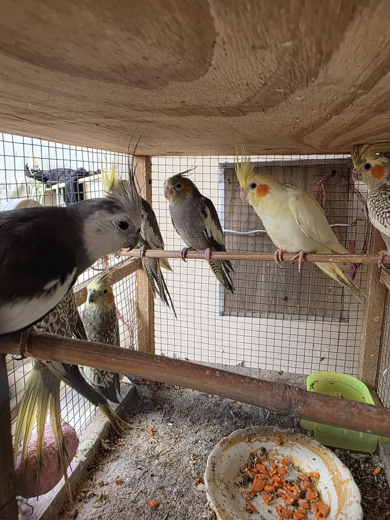 Cockatiel Birds for Sale — photo 2
