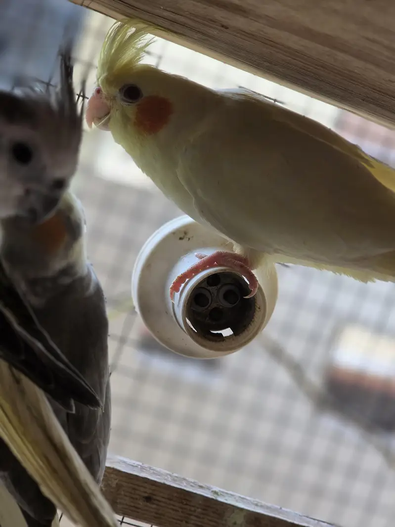 Cockatiel Birds for Sale — photo 3
