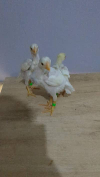 Indian Parrot Beak Chicks & Heera Aseel & Oh Shamo