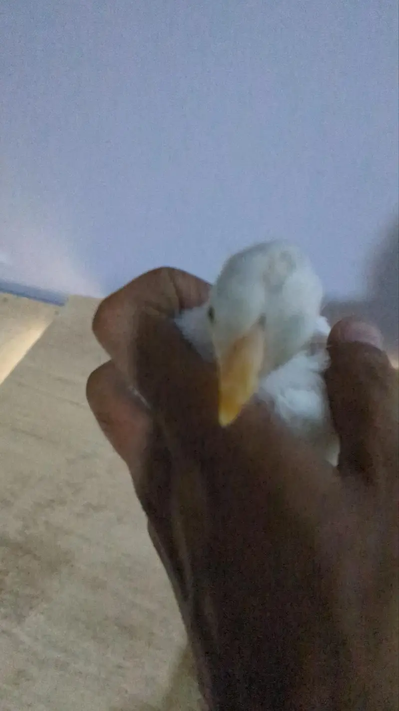 Indian Parrot Beak Chicks & Heera Aseel & Oh Shamo — photo 2